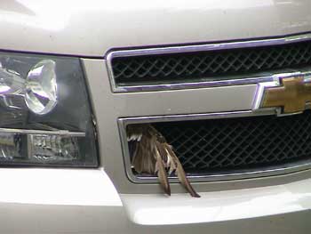 ducktahoe2s.jpg (11329 bytes)